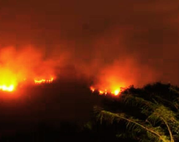 Forest Fires in India Increase by 115% in March