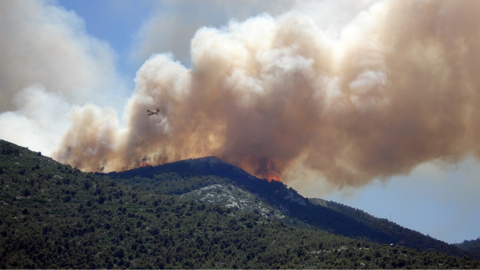 Fire Biology Considerations: Uncovering Nature's Hidden Secrets